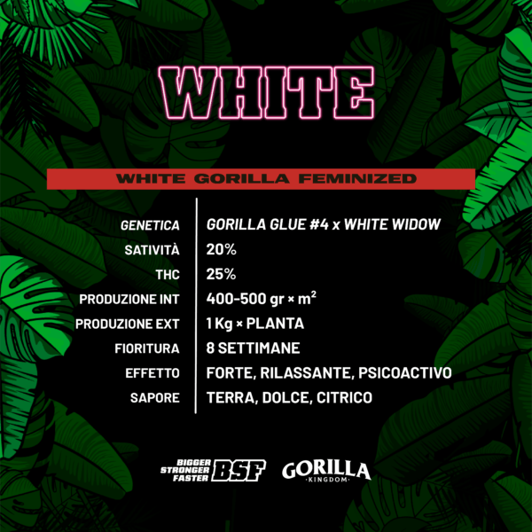 Gorilla Kingdom White