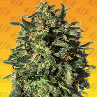 Peanut Butter Fast Strain
