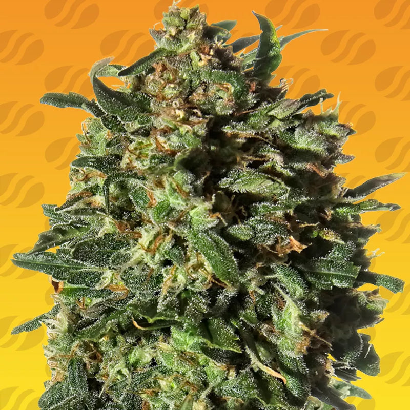 Peanut Butter Fast Strain