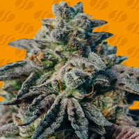 Peanut Butter Strain