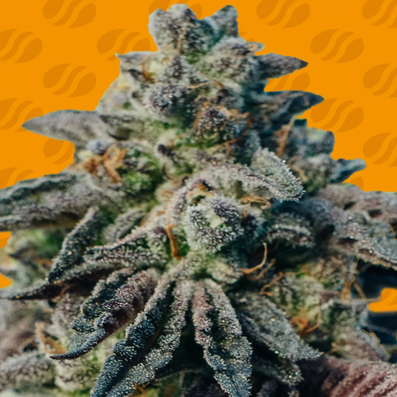 Peanut Butter Strain