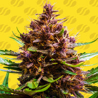 Pink Rozay x Strawberry Banana Auto Strain