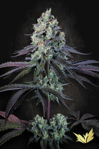 Purple Mints