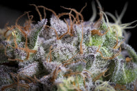 Purple Mints