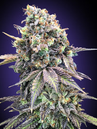 Purple Punch