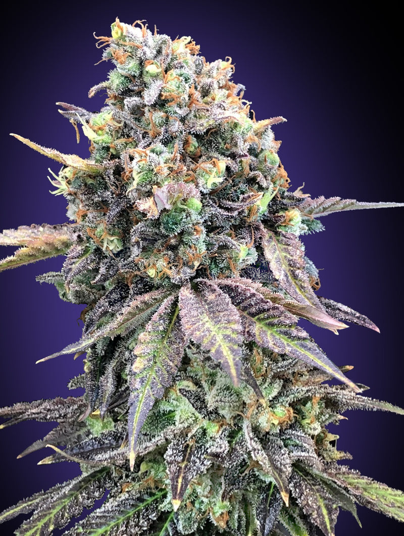 Purple Punch