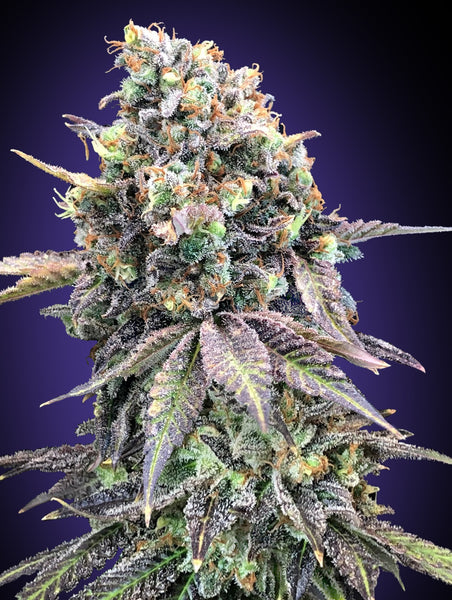 Purple Punch