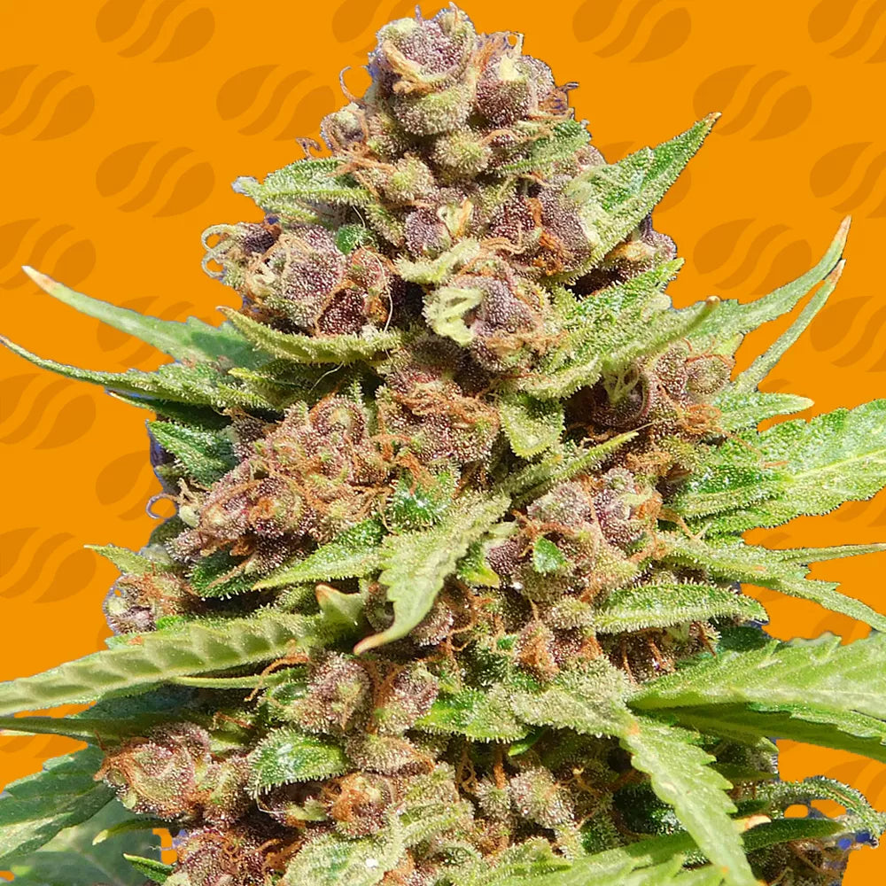 Purple Punch Cookies Strain