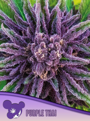 Purple Thai, Landraces