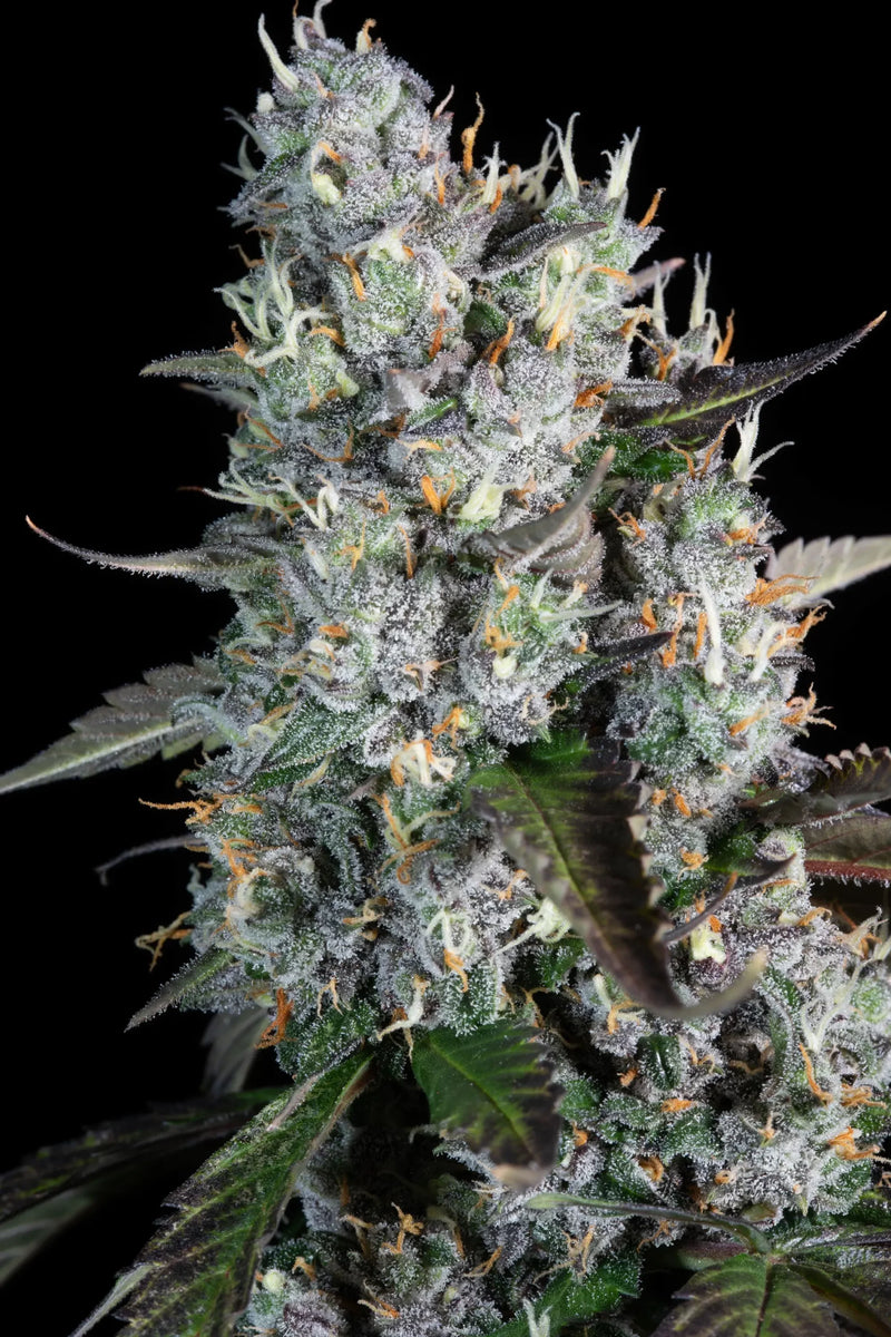 Red Velvet Auto