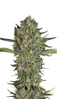 Serious Kush