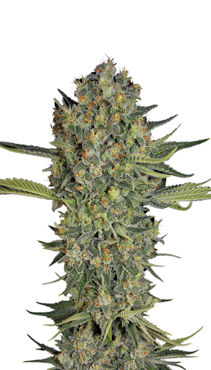 Serious Kush