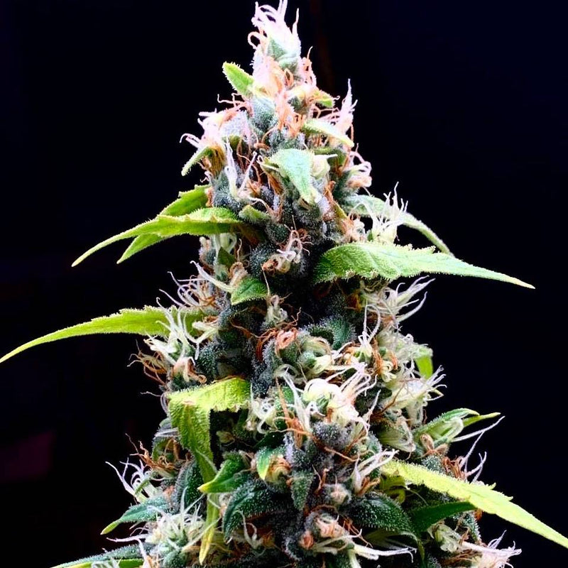 Sour Puffs feminized