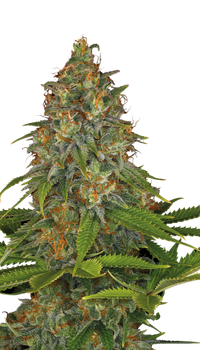 Strawberry AK