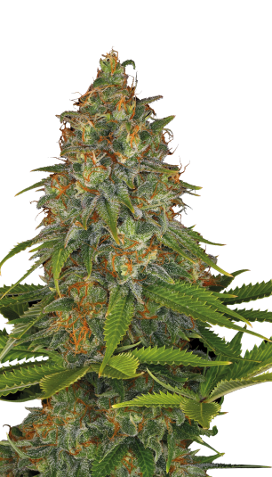 Strawberry AK