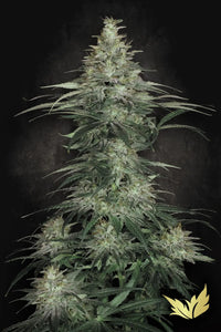 Sensi Star