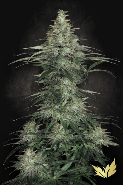Sensi Star