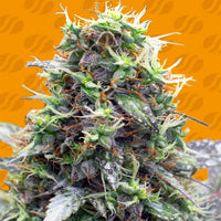 Sherbet Moonrocks Strain