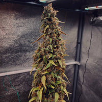Sour Puffs feminized