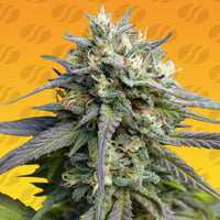 Strawberry Banana Fast Strain