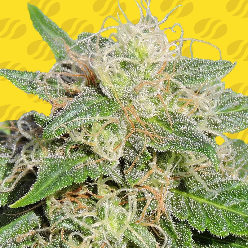 Super Auto Lemon Haze Strain