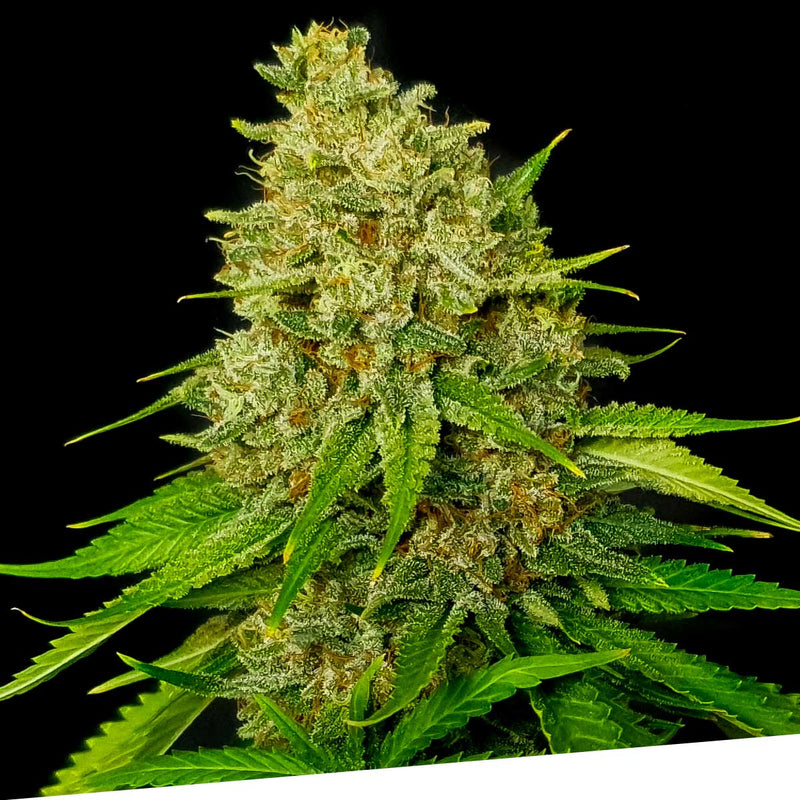Super Larry OG