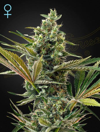 Super Lemon Haze Auto CBD (Feminised)