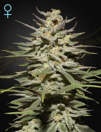 Super Lemon Haze CBD (Feminised)
