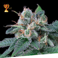 Super Tangerine