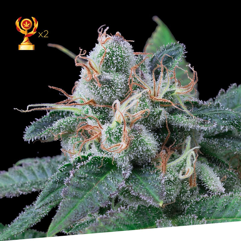 Super Tangerine