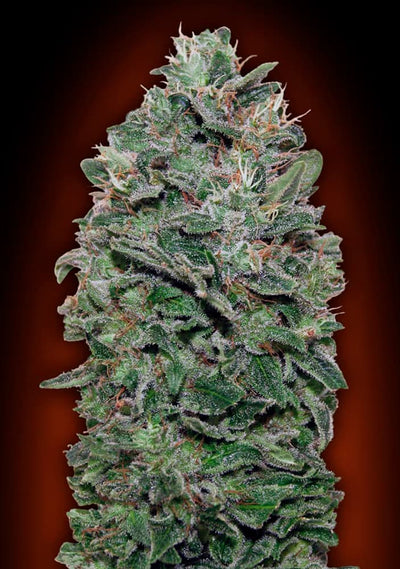 Sweet Somango