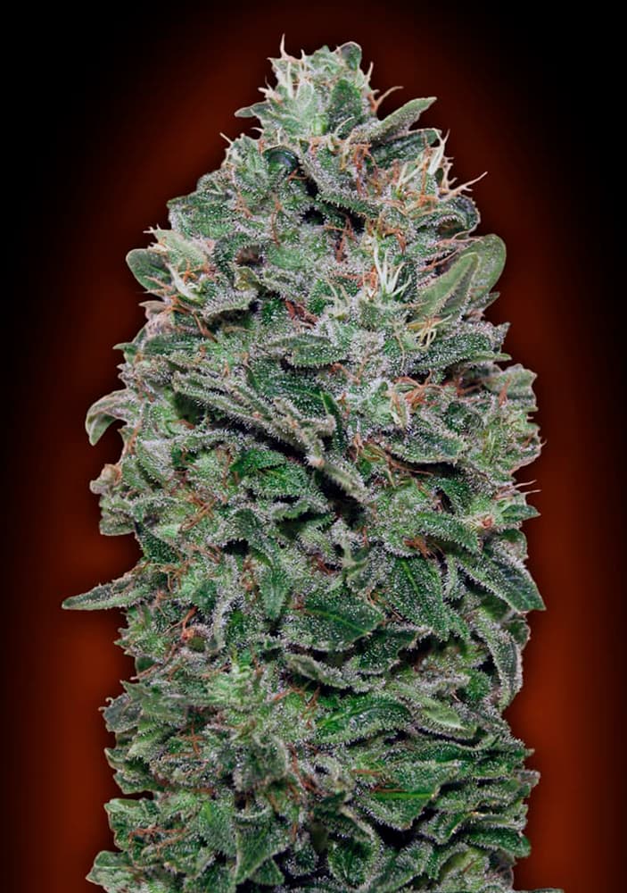 Sweet Somango