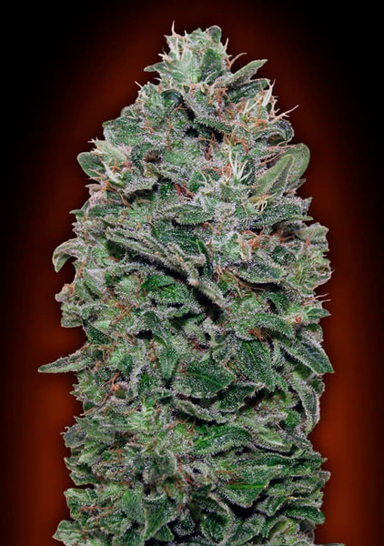 Sweet Somango