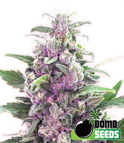 THC Bomb Auto