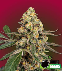 THC Fritters Seeds