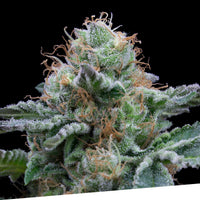 Auto Tasty
