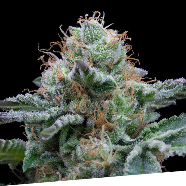 Auto Tasty