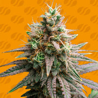 Tiramisu Strain