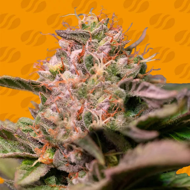 Trop Cherry Strain