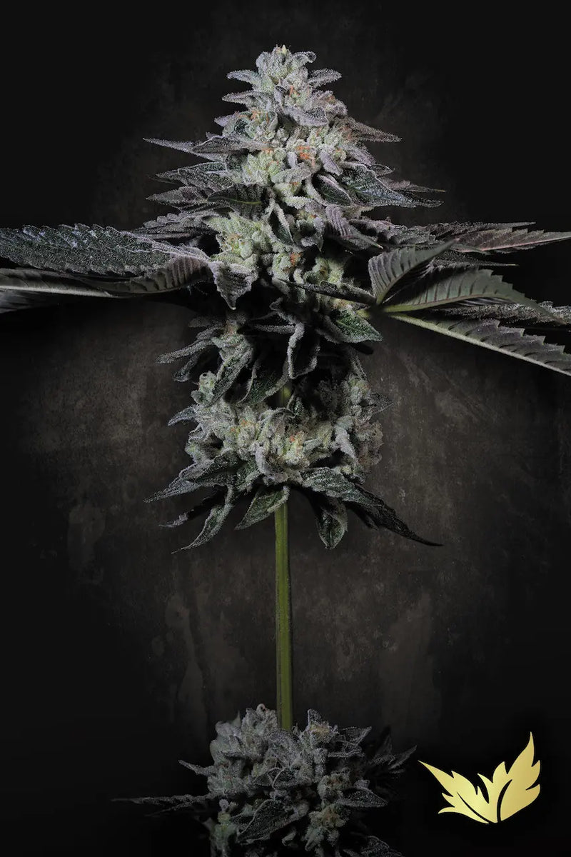 Tropicana Crush