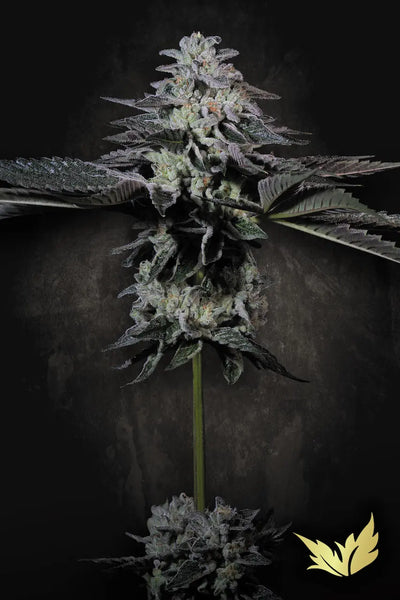 Tropicana Crush