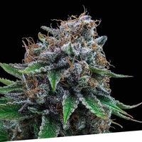Tutti Gelato