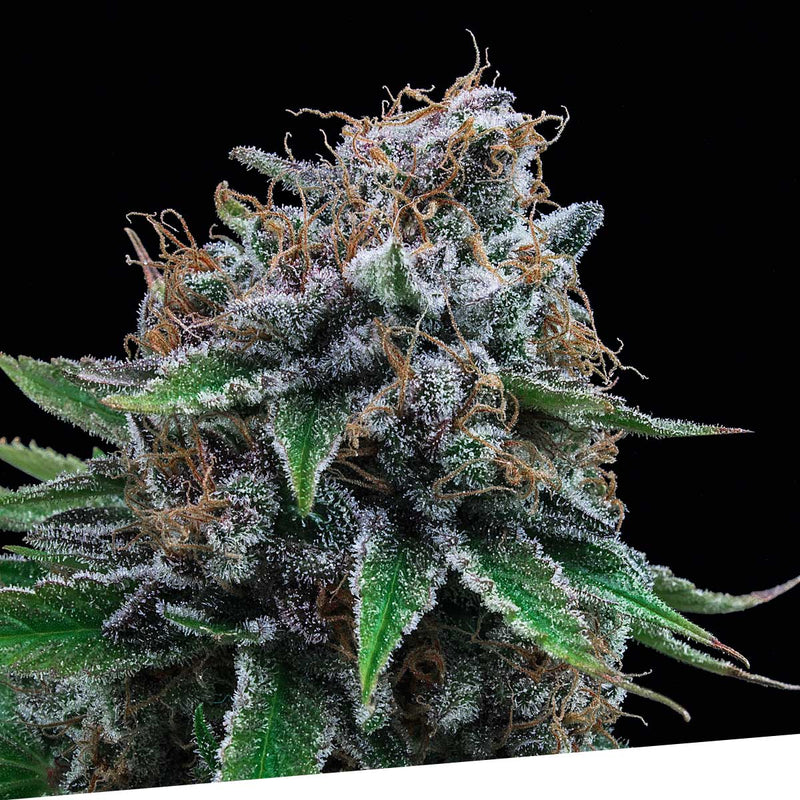 Tutti Gelato