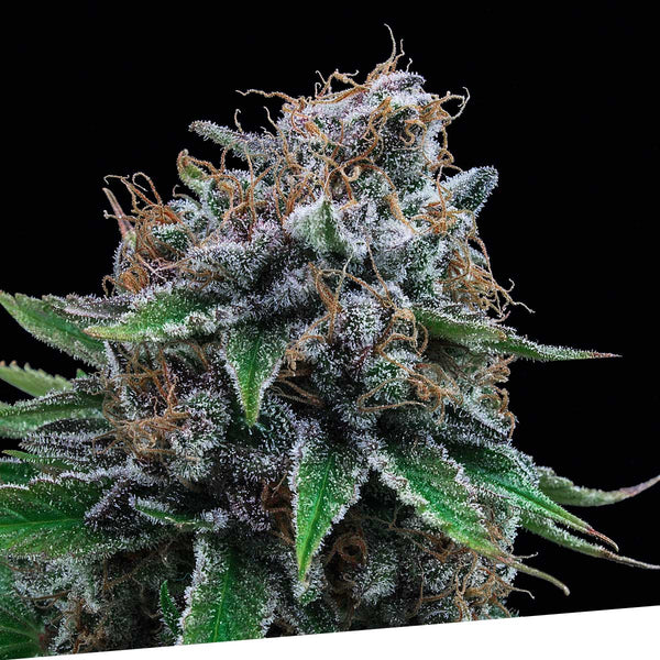 Tutti Gelato