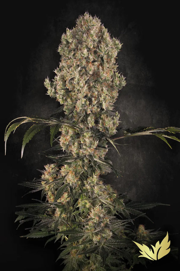 Auto White Berry