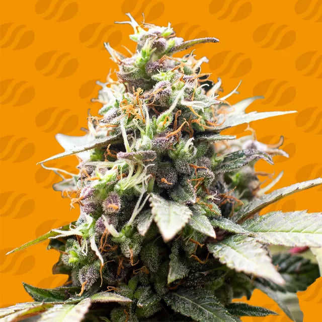 White Raspberry Truffle Strain