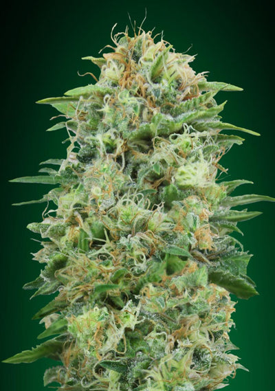 White Widow CBD