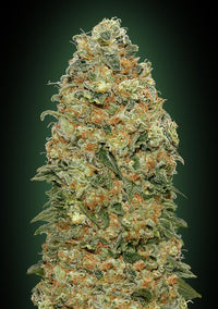 White Widow