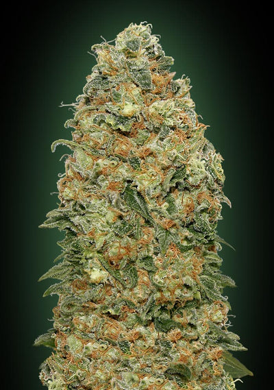 White Widow