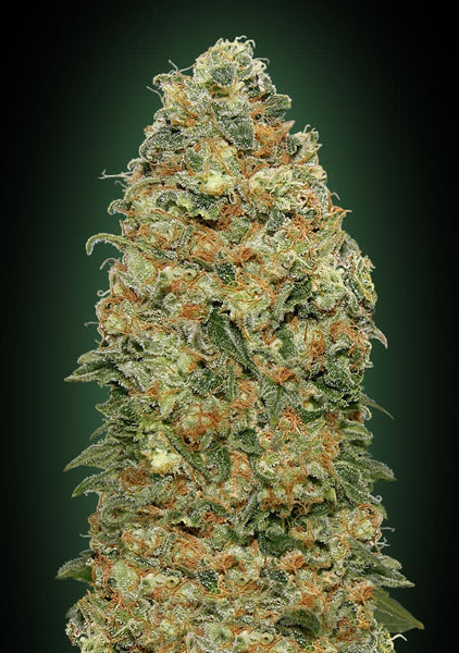 White Widow